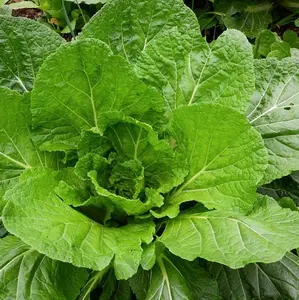 TomorrowSeeds - Florida Broadleaf Mustard Green Seeds -  Non GMO Garden Greens Lettuce Collards Kale Spinach Vegetable Seed 2024