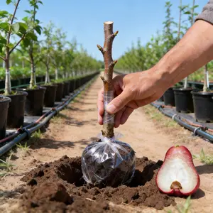 Wax Apple Tree Sapling | Crisp & Refreshing Homegrown Fruit | Strong Root Structure | Perfect for Backyard Gardens & Outdoor Growing | Grafted for Steady Growth | Effortless Care & Low Maintenance | Great for Home Gardeners & Growing Beginners