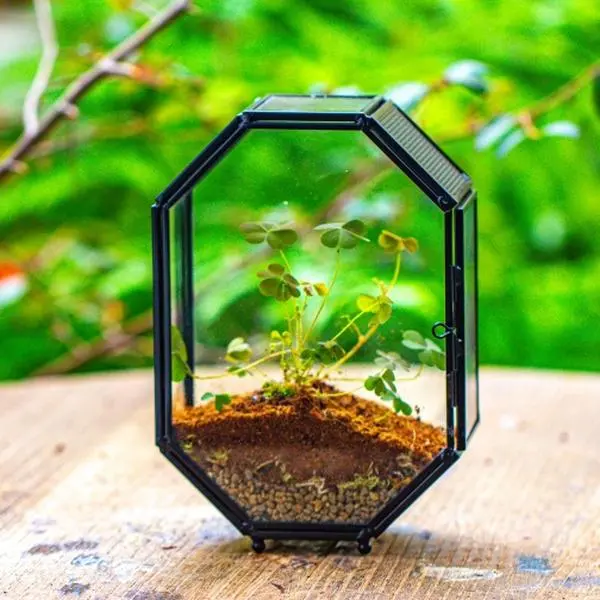 NCYP 5x7 inches Stainless Steel Octagon Shaped Glass Terrarium Enclosure with Door and Mesh for Jumping Spider, Plants, Home Decorative Planter (Terrarium Only)