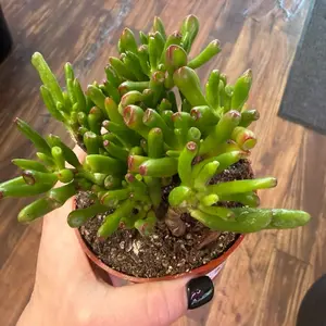 Gollum Jade 4in