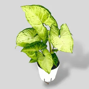 Syngonium White Butterfly, 4 Inch Pot, Live Plant