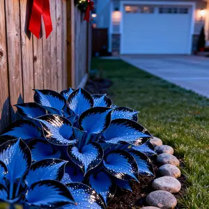 Hosta Seeds 800pcs USA-Made Non-GMO Perennial Shade Plant for Garden Yard Low-Maintenance Ideal for Shaded Borders Pathways Care Instructions Included