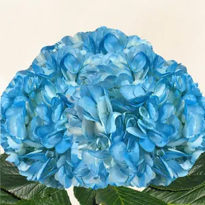 Hydrangeas Tinted Light Blue - Fresh-cut Hortensia Flowers 6-6.5" Diameter 60-65 cm Stem 30 Stems Full Pack Year-round Availability