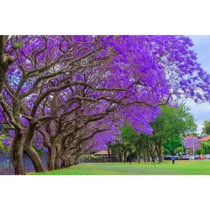 Blue Jacaranda Tree Seeds - 25 Seeds - Exotic Purple Blooming Tree