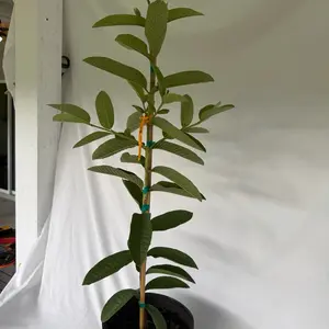 Ruby Supreme Guava trees, 2-3 Gal Size, Potted in 3-Gal Container