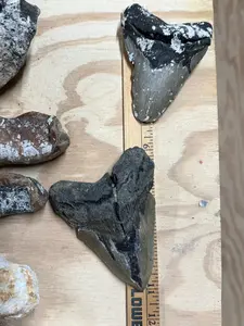 MEG-AMAZING #31 TWO GALLON NATURAL CRYSTAL AND FOSSIL MINING BUCKET