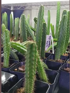 Tricho Cactus, Various Cultivars, Picked out live, in 2" pot Tricho Cactus, Various Cultivars, Picked out live, in 2" pot