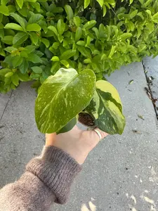 Monstera electrolyte - 2” pot