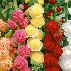 200 Pcs Mix Double hollyhock sunflower seed seed seed seed perennial flowering outdoor flower seed summer flower seed