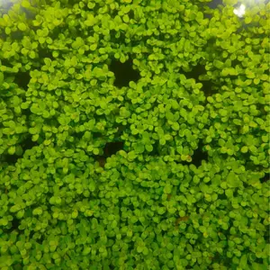 Water Dancer 5000 Mini Seeds Aquarium Grass Plant Seeds Water Grasses Random Aquatic Plant Grass Seeds Indoor Beautifying Plant Seeds Oxygenating Weed Live Pond Plant Seeds,Fish Aquatic Water Grass Decor-Big Leaf