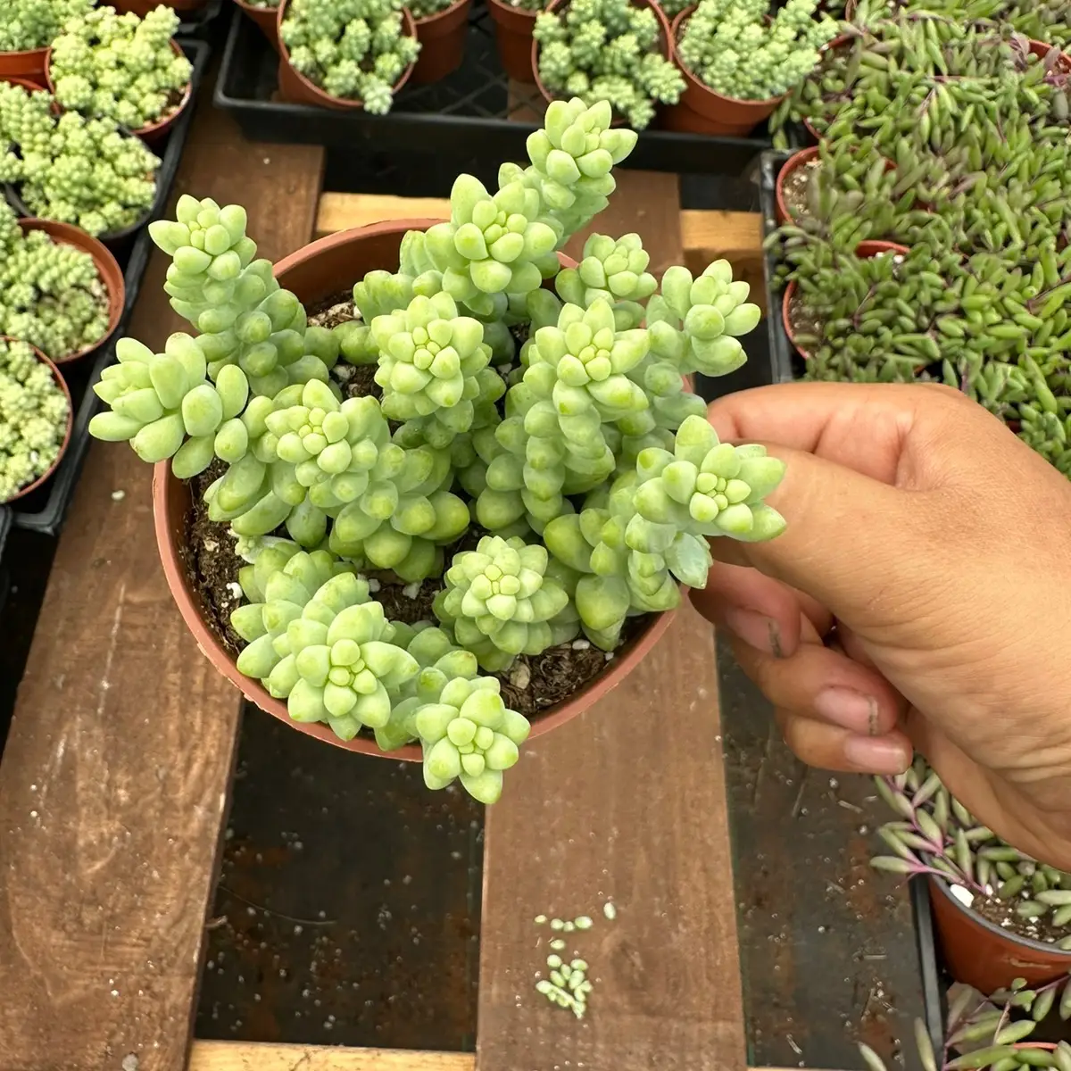 4”donkey tail succulent plant Burros tail live succulent