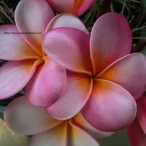 Plumeria cutting 8-12 inch name- wailuku