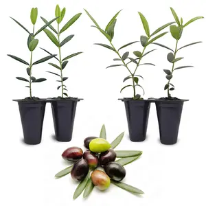 Olive Tree "Arbequina" Set of 4 Starter Live Plants.