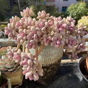 2"Live Succulent Pachyphytum oviferum  Pink Moonstone