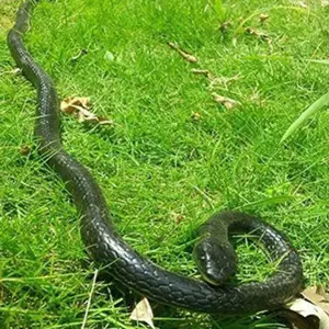 GARVEE Fake Realistic Snake Realistic Genuine Scary Rubber Toy Prank Party Joke Halloween RC Car Crawler Remote Control Vehicle Gift for Kids