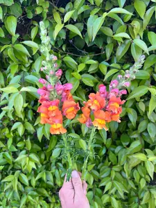 Snapdragon Potomac 'Orange' seeds