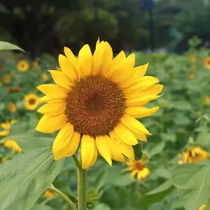 Sunflower - Bright Yellow Petals, Green Leaves, Ideal for Gardening & Home Decor