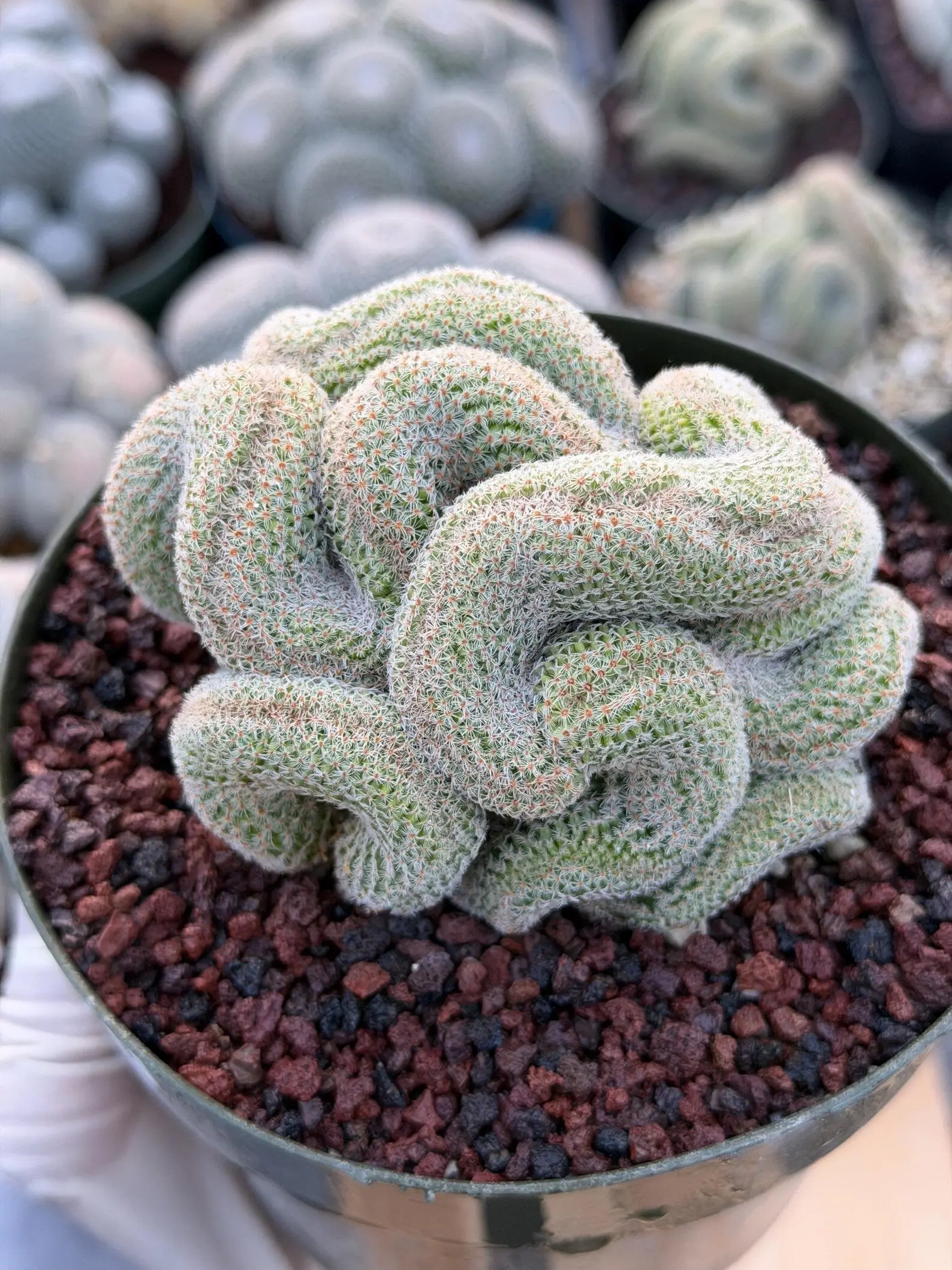 Crested Mammillaria | Rare Collector Cactus | Live Plant #379