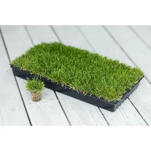 Compadre Zoysia Plugs