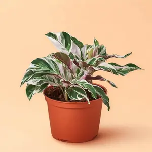 Calathea White Fusion – Indoor Live Plant, Tropical Pink & Cream, Soft Multi-Colored Leaves, Easy Care, Safe for Pets & Kids, Distilled Water Only, Ideal Gift