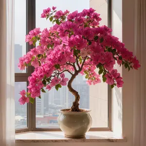 Bougainvillea Tree Sapling - Vibrant Pink and Magenta Blooms, Fast-Growing, Easy-Care, Outdoor Garden Decor, Perfect for Patio Gardening