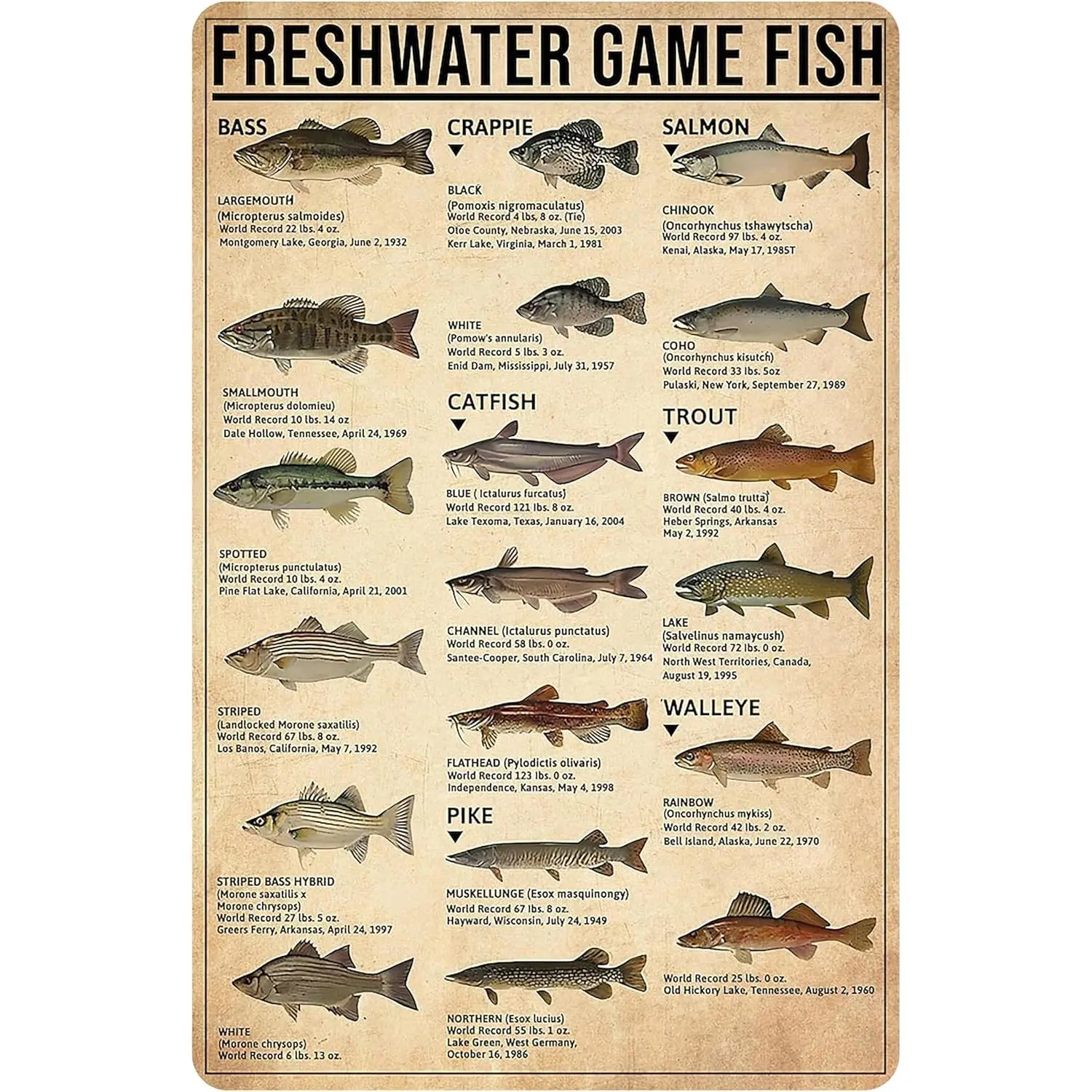 Rustic Tin Plaque with Fish Illustrations - 8x12 in Retro Freshwater Gamefish Identification Sign, Fishing Gift for Men, Man Cave Wall Decor, Bedroom Decor
