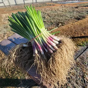 Red Angel Onion Plant Bundle (50 Plants)