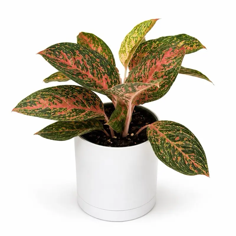 Aglaonema Chanel pink  6" Pot House Plant - Beginner Friendly Unique Pink Leaves for Easy Care Indoor Home Decoration - Houseplants