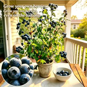 Blueberry seedlings, planted indoors and outdoors, easy-to-grow fruit trees, high survival rate, fast growth, suitable for home gardens, terraces, balconies, orchards
