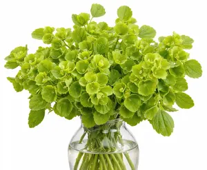 Bells of Ireland Flower Seeds, Heirloom Flower Seeds, Green Flower with a lot of Beauty, Packets of 50,100,150 seeds Garden