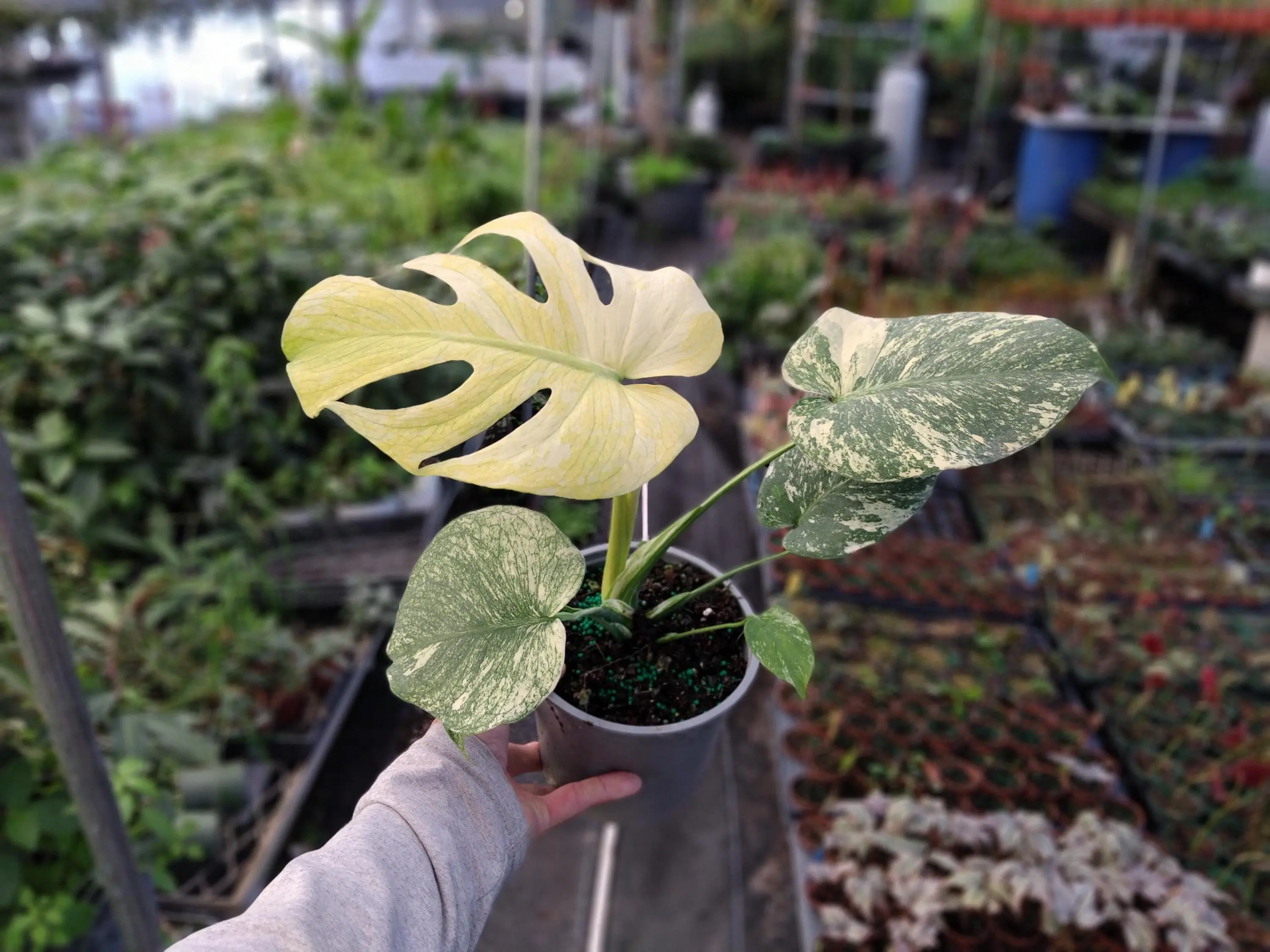 Variegated Monstera Plant Monstera MINT 4-6 Inch Tall