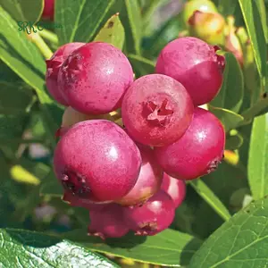 Blueberry Plants Pink Lemonade in 4" pot