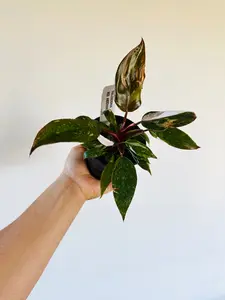 Philodendron Red Anderson - High Variegation - 4" Pot