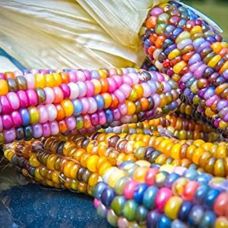 50 PCS Colorful Corn Seeds – Beautiful Multi-Colored Kernels, Edible and Decorative, Perfect for Home Gardens and Summer Displays