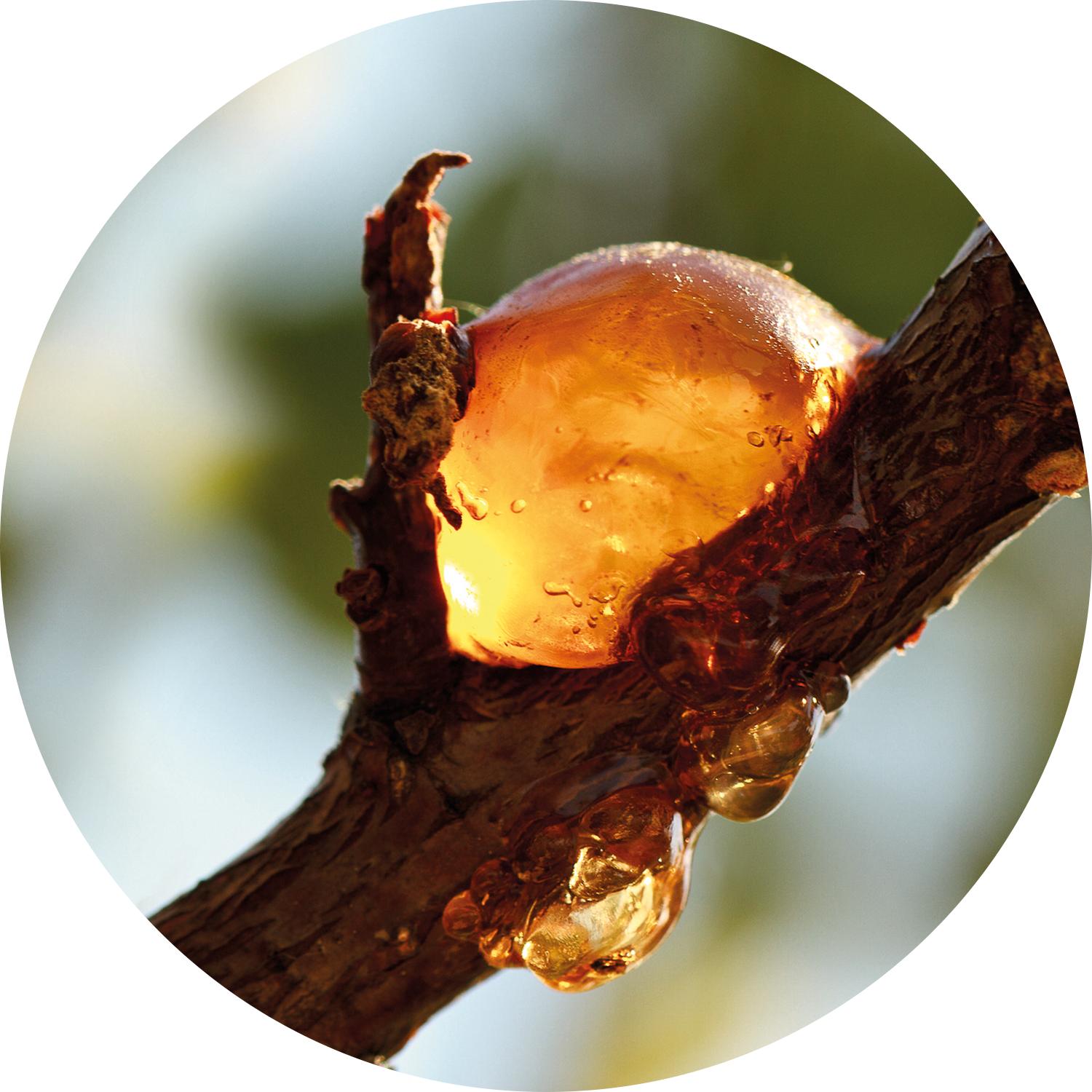 Sz Essentials | Elemi Essential Oil - Fresh, Citrusy & Spicy Scent - 100% Pure and Natural - Therapeutic - 0.17 Fl (5ml) - Ayurvedic - Aromatherapy