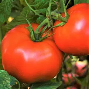 TomorrowSeeds - Rutgers Tomato Seeds -  The New Jersey Tomato Best Flavor Thin Skin Select NonGMO Fruit Vegetable Seed For 2024 Season