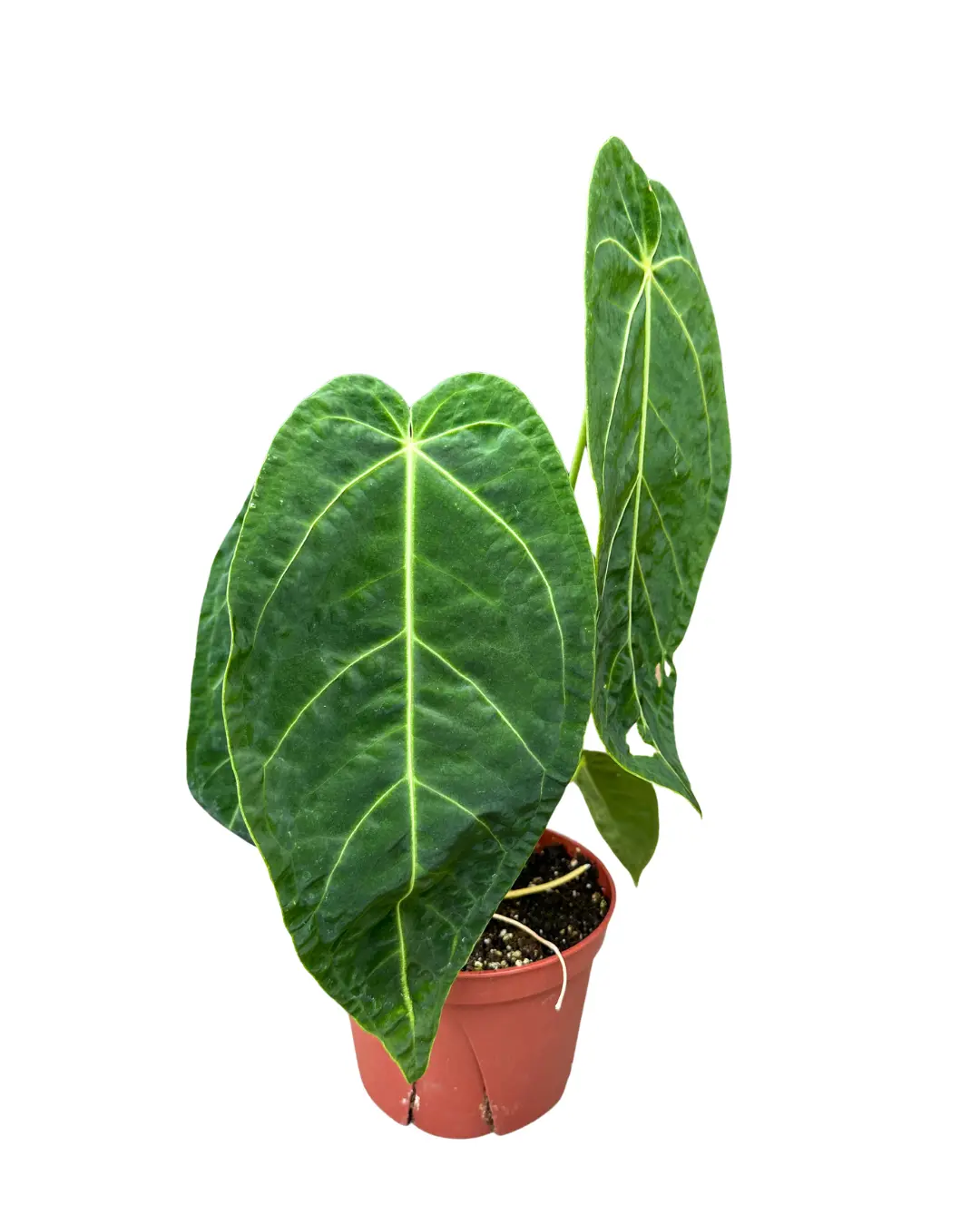 6" Anthurium Magnificum × Warocqueanum blemished – Live Plant