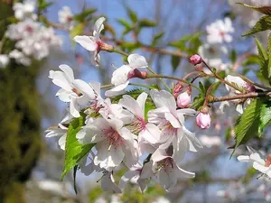 Autumnalis Flowering Cherry Tree