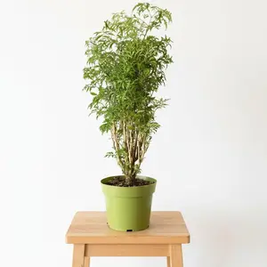 6" Ming Aralia Tree (Non Variegated), Beginner Friendly Live Houseplant, Indoor Plant