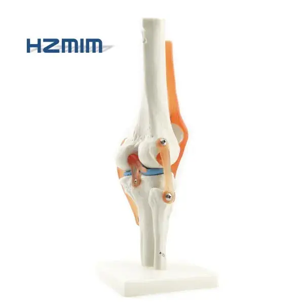 Human Knee Joint Anatomy Model for Medical Education
