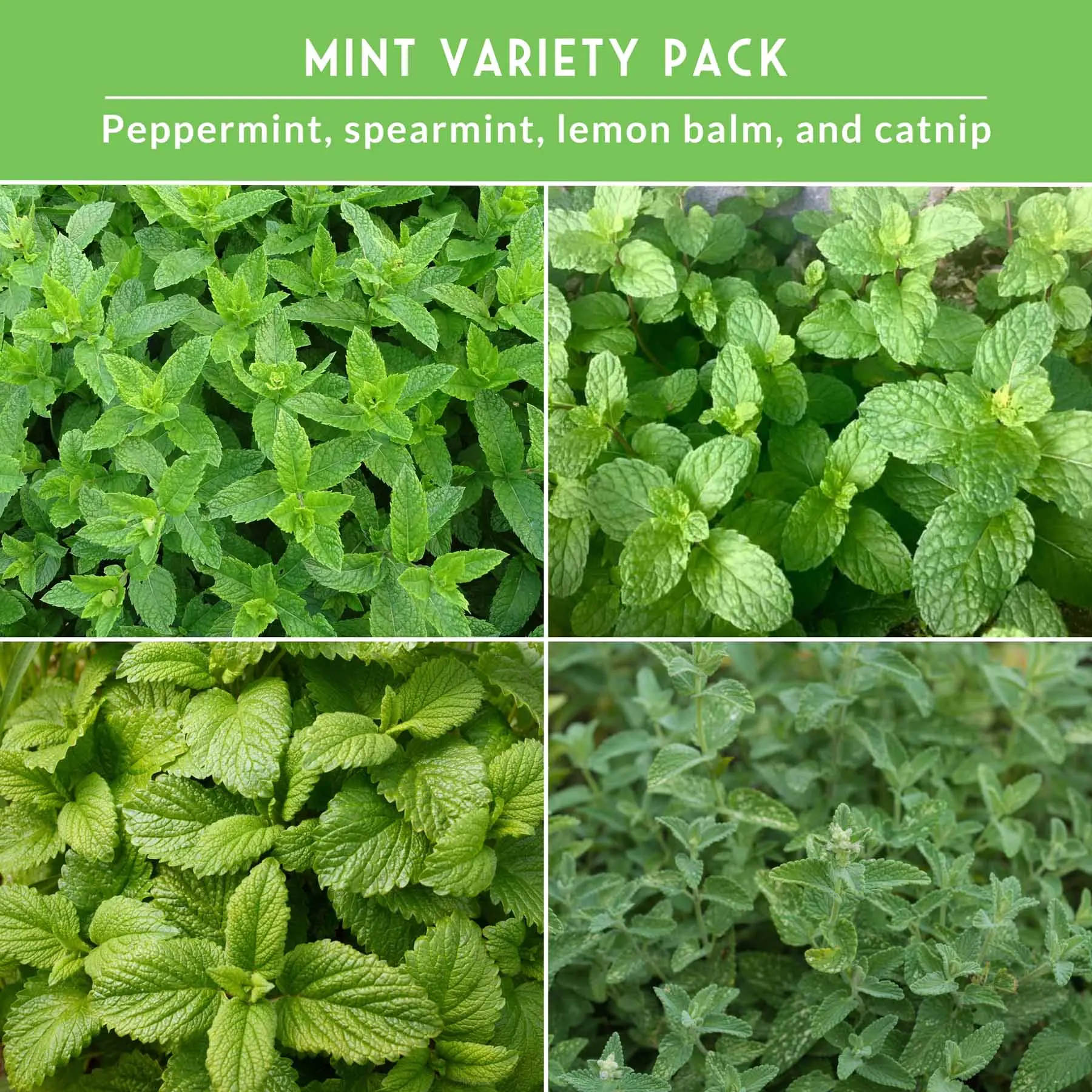 Mint Collection Flower & Plant Seeds - Peppermint, Spearmint, Lemon Balm, Catnip Varieties for Outside Natural Gardening