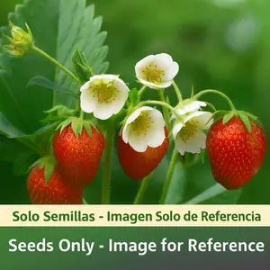 Giant Garden Strawberry - Everbearing Fruits for Planting - GMO Free