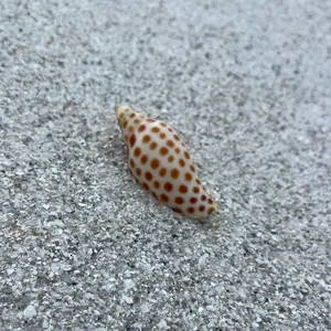 Soul Sand South Florida Rare Spotted Beach Shell Real Coastal Shell for Decor or Collection One of a Kind Natural Specimen