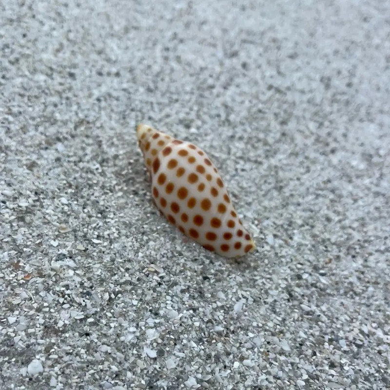 Soul Sand South Florida Rare Spotted Beach Shell Real Coastal Shell for Decor or Collection One of a Kind Natural Specimen