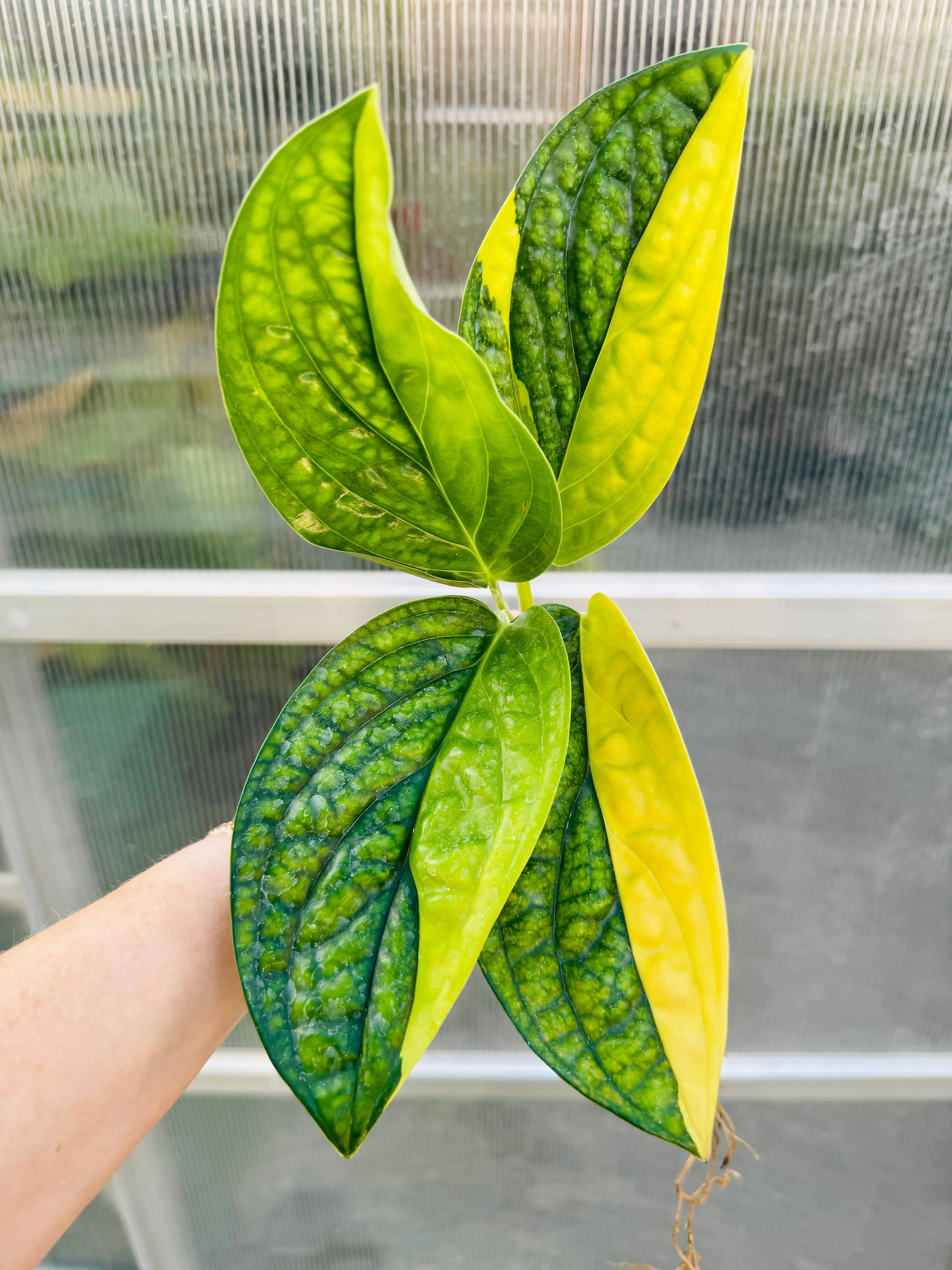 Variegated Monstera Peru