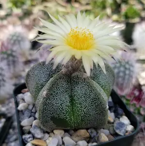 Bishop's Cap Cactus - Astrophytum myriostigma