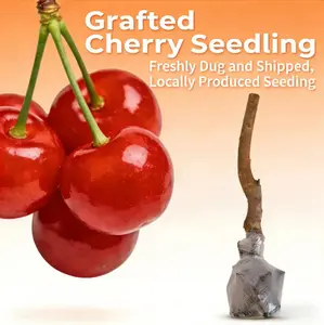 Cherry tree saplings / Cherry tree seedlings Plant Ideal for Gardens & Containers Offer United States