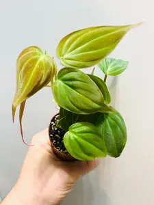 Philodendron Micans - 2" Pot