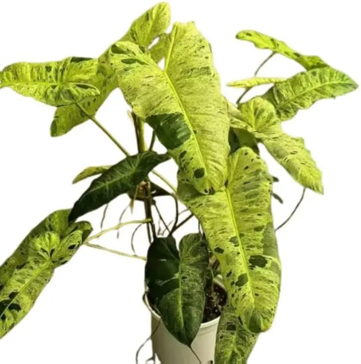 Live Plants Philodendron Paraiso Verde, Philodendrons Plants Size 5-9 Inc for Indoor Houseplant Décor, Ornamental Tropical Well-Rooted