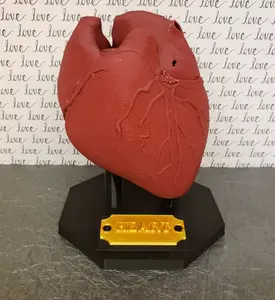 Anatomical Heart Model